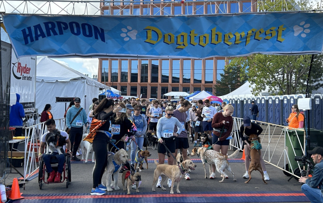 Runners and dogs at the start